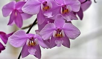 flower, purple, orchids, hawaii, blossom, aloha, exotic, tropical ...