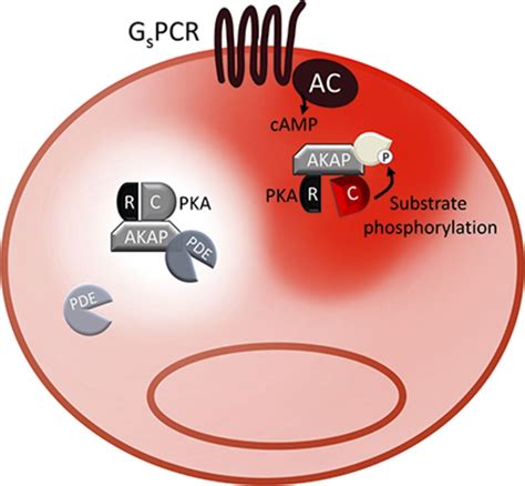 Subcellular Organization of the cAMP Signaling Pathway ...