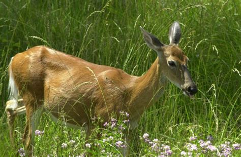 Best Wildlife Viewing at Ohio State Parks