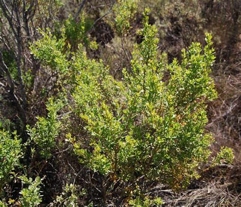 Coyote Brush - Native Plants - CSU Channel Islands