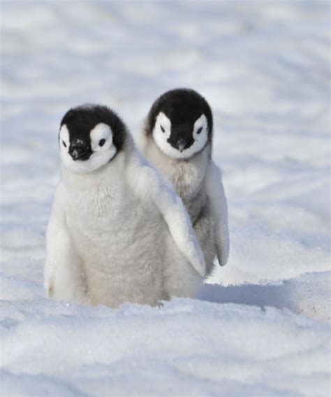 Omg so cute Cute Little Animals, Cute Funny Animals, Cute Dogs, Penguin ...