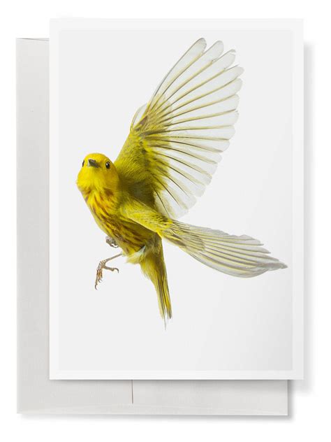 Yellow Warbler 5" by 7" Greeting Card - Wild Birds Flying