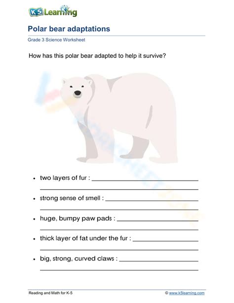 Polar Bear Adaptations Worksheet