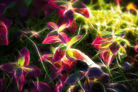 Fractal plants | Some more fractals. Just trying different p… | Flickr