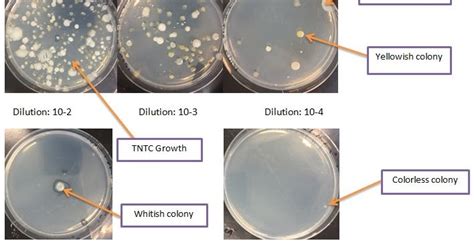 Isolation and Identification of microorganisms from soil sample ...