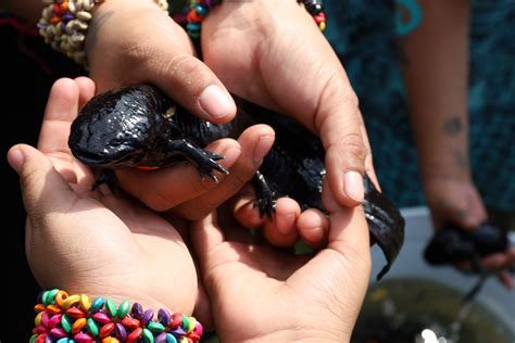 Proteger a la icónica salamandra mexicana implíca salvar uno de los ...