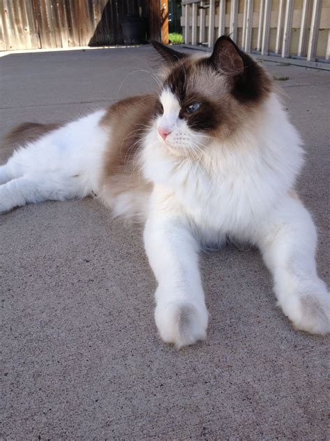 large mainecoon cats ny: Chocolate Bicolor Ragdoll