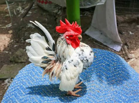 Top 8 Small Chicken Breeds (With Pictures & Videos)