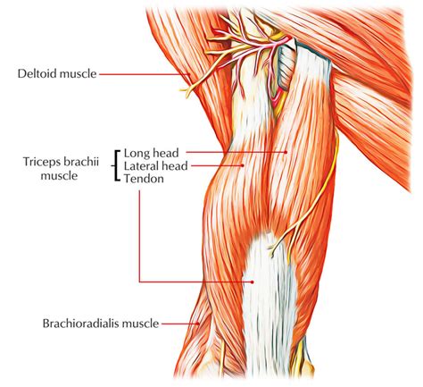 Anatomy Of The Triceps