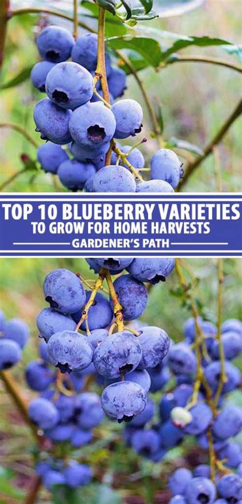 Top 10 Blueberry Varieties to Grow at Home | Gardener’s Path