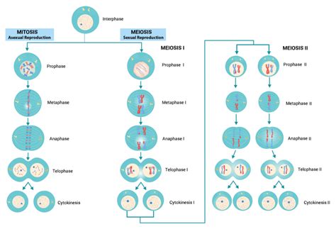 Meiosis Vs Mitosis Phases Histology | The Best Porn Website