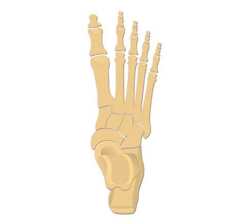 Tarsals | Tarsal Bones: anatomy and diagram | GetBodySmart