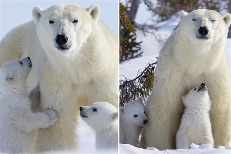 Adorable polar bear cubs leave their den for the first time to play in ...