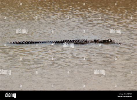 Salt water crocodile in the Adelaide River Stock Photo - Alamy