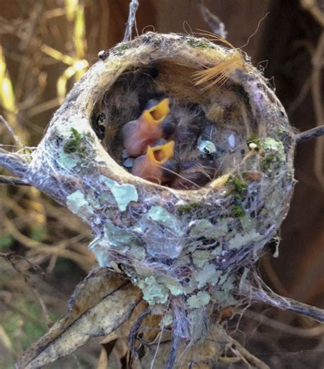 Baby Hummingbirds 4 | Baby hummingbirds, Hummingbird nests, Cute birds