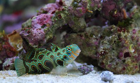 Spotted Mandarin Goby Care - Mandarin Dragonet - Psychedelic ...