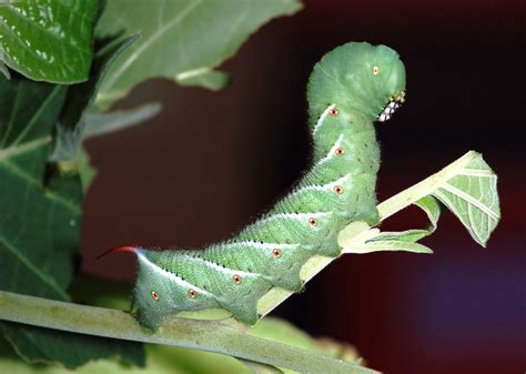 hornworm moth life cycle - Wilhemina Ervin