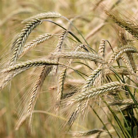 Barley: Rabi harvesting season | AgriBazaar