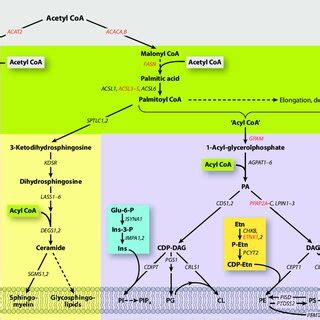 Principal pathways for membrane lipid synthesis. Acronyms in italics... | Download Scientific ...