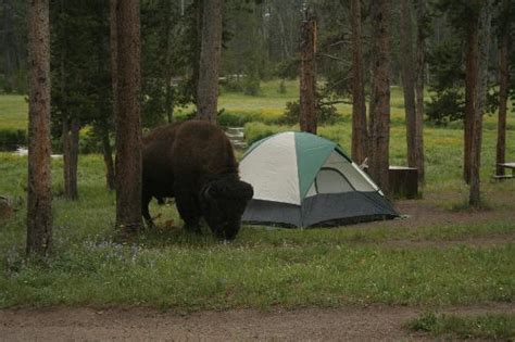 Camping In Yellowstone National Park • Travel Tips