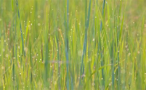 Grass Pattern - Prairie Garden Trust