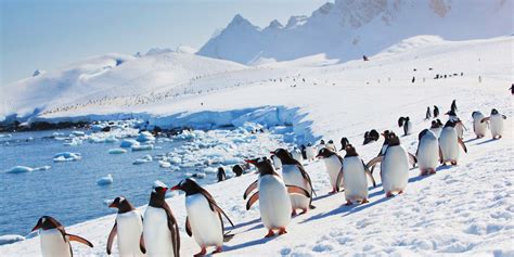 Meet the Penguins of Antarctica | Hurtigruten Expeditions