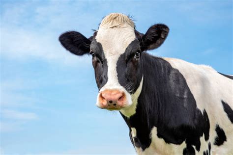 Domestic Cattle Stock Photos, Pictures & Royalty-Free Images - iStock