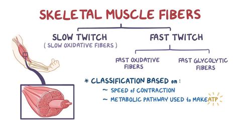 Type 1 Muscle Fibers | Hot Sex Picture