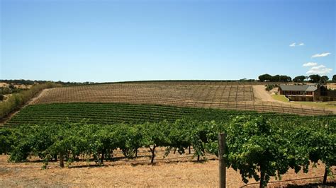 All You Can Wine Experience: 7 Adelaide Winery Tours Worth Checking Out ...