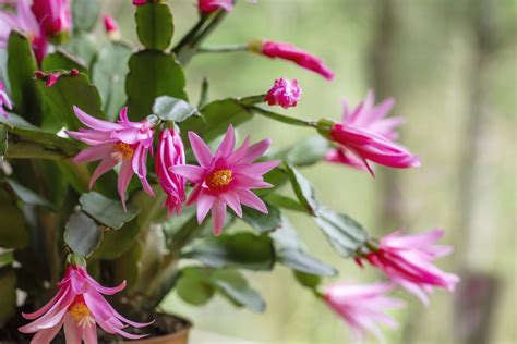 How to Grow and Care for Easter Cactus