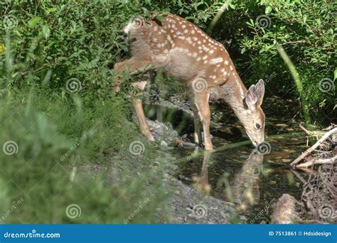 Deer Drinking Water Stock Image - Image: 7513861