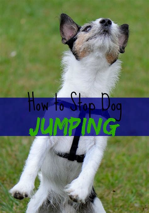 How to Stop Dog Jumping! - DogVills