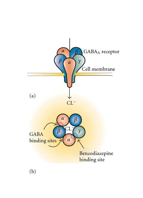 Representation of the GABAA receptor structure. The inhibitory GABAA... | Download Scientific ...