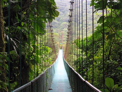 Brown hanging bridge, bridge, forest HD wallpaper | Wallpaper Flare