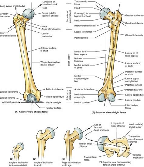 Bony landmarks of the femur - detailed. | Anatomy bones, Joints anatomy, Human anatomy