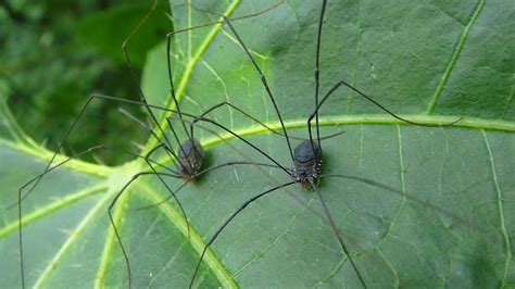 Opiliones | Project Noah