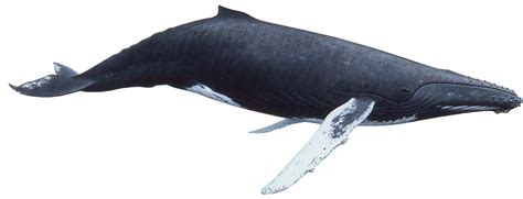 Whale PNG