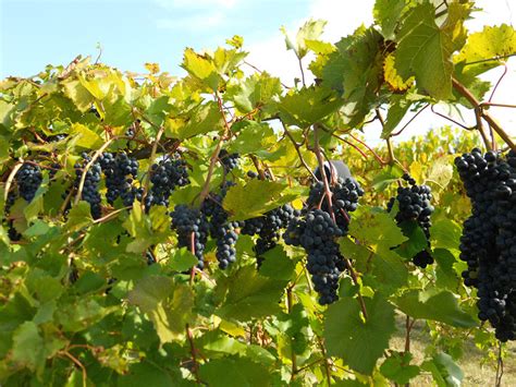 Growing cold climate grapes: Vineyard management | UMN Extension