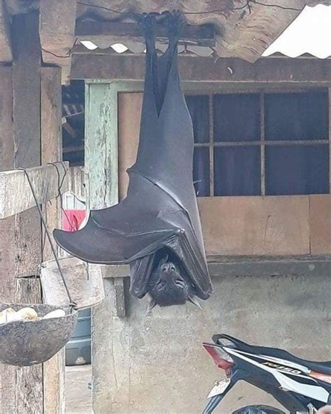 An enormous, endangered bat that was spotted in the Phillipines. The ...