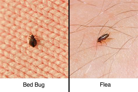 How To Tell Fleas Vs Bed Bugs - PestPhobia