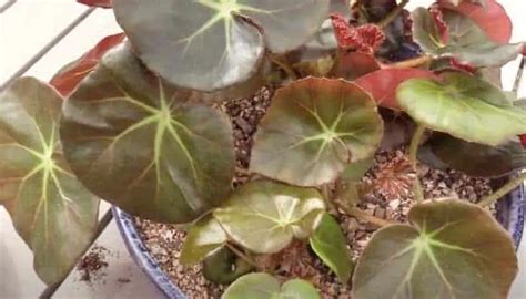 Beefsteak Begonia (Begonia Erythrophylla) Plant Care | UrbanOrganicYield.com