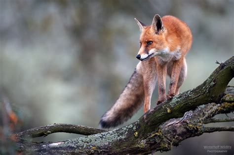 Foxes - creatures of the forest - Nikon Rumors