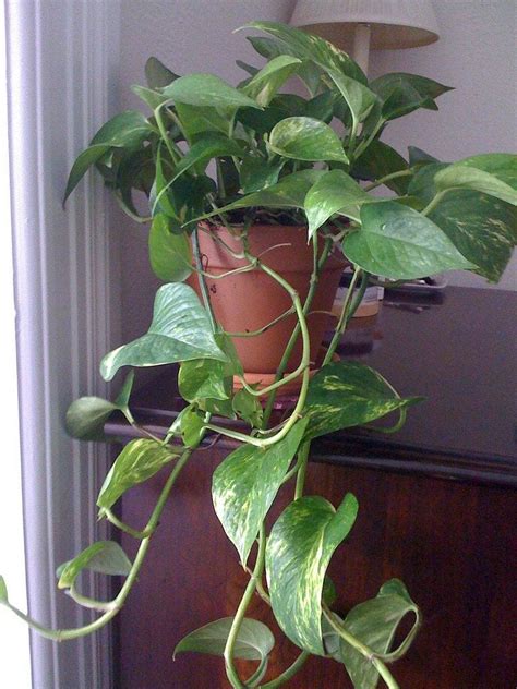 Pothos Plant - Tips For Easy Pothos Care