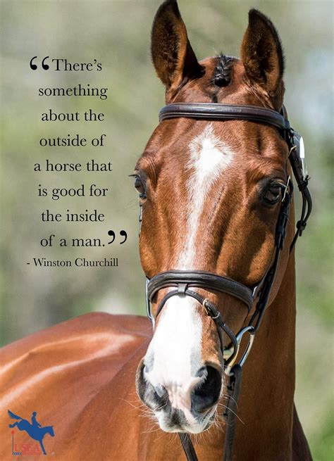 Horse Quotes
