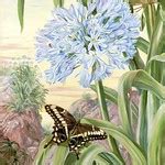 Agapanthus and Swallowtail butterfly. Blue lily and large butterfly, natal. By Marianne North ...