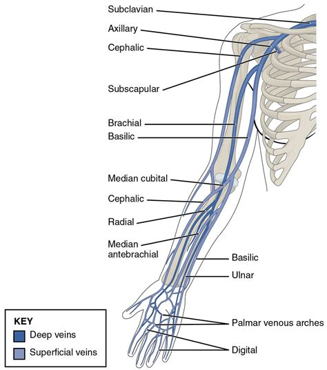 Arm Veins Explained In Detail - E Phlebotomy Training