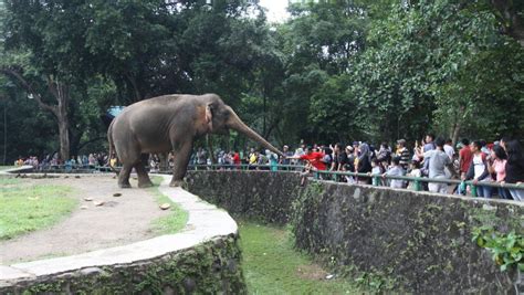 Gambar Kartun Suasana Kebun Binatang Bali - IMAGESEE