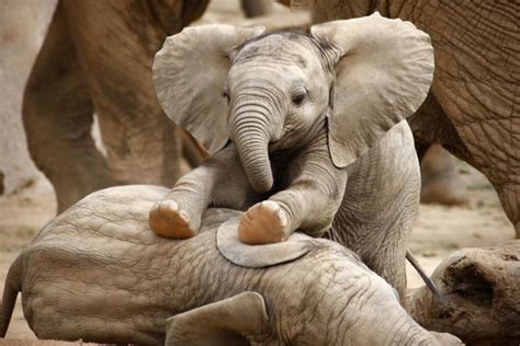 "Playful Bond: Captivating Elephant Rides on Friend’s Back in Adorable ...