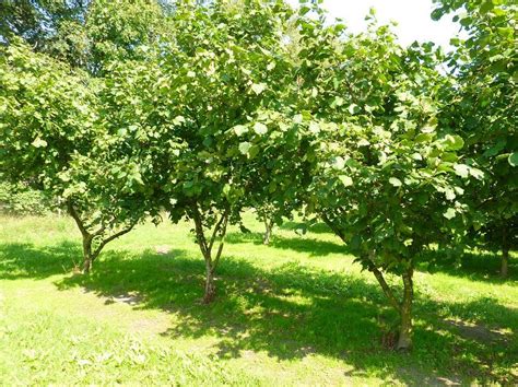 Hazelnut trees in summer. The natural shape is a large shrub; these have been pruned and ...