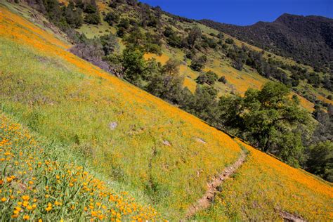 When And Where To See Wildflowers In California High Sierra